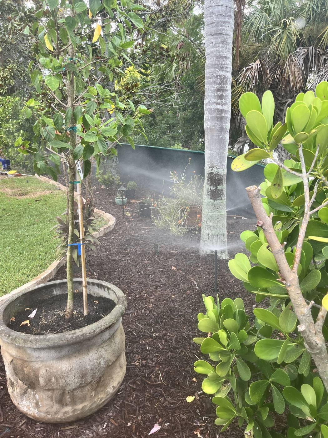 Drip irrigation misting a garden bed of young plants and palms